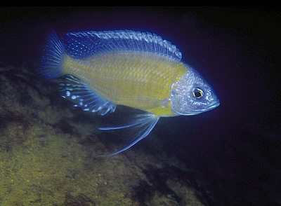 Copadichromis borleyi 'Mbenji Island'